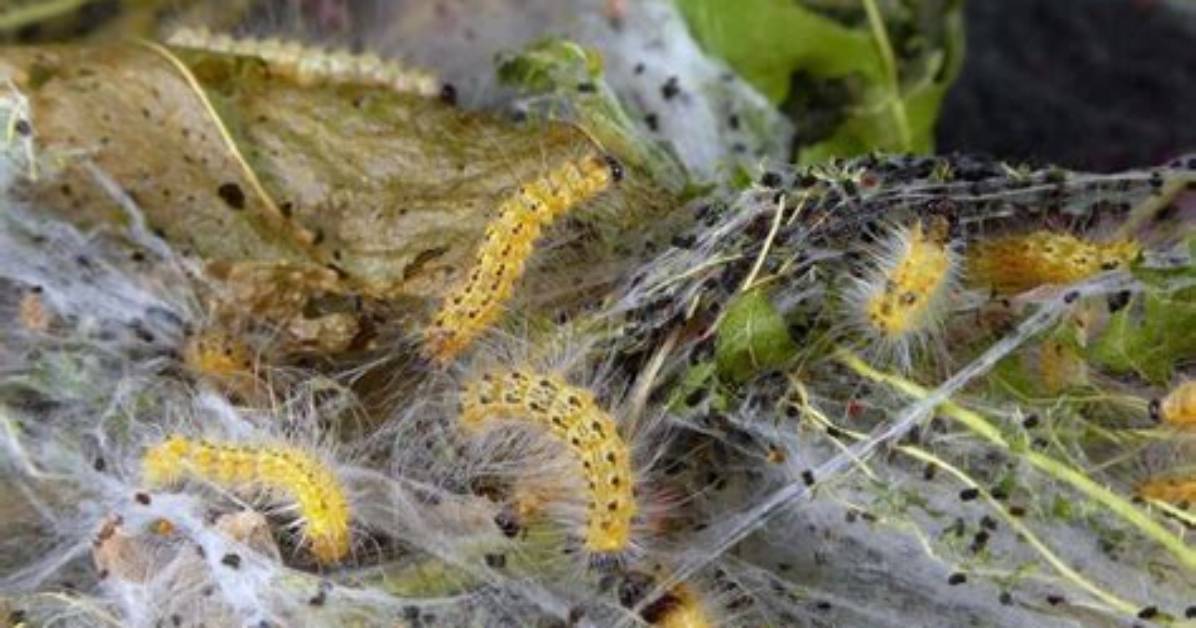 Do Caterpillars Make Cobwebs