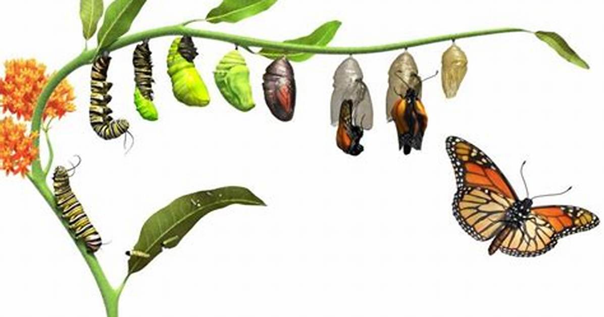Do Caterpillars Turn into Butterflies?
