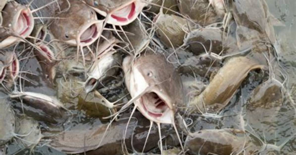 Do Catfish Eat Soap?