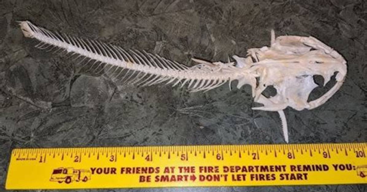 Do Catfish Have Backbones?