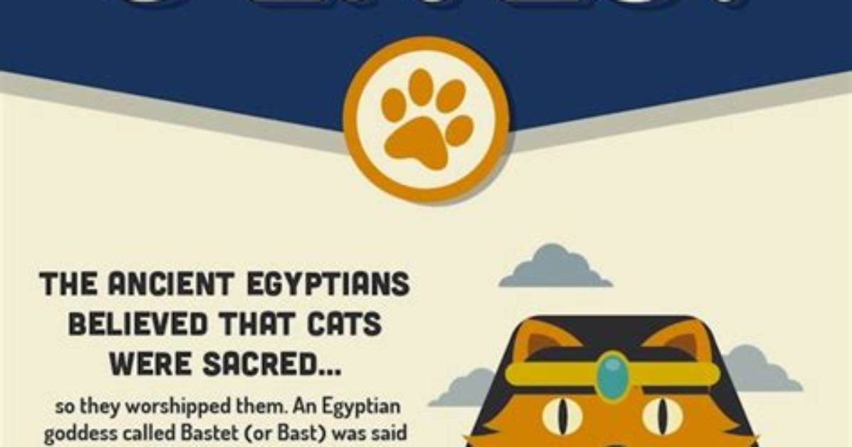 Do Cats Actually Have 9 Lives?