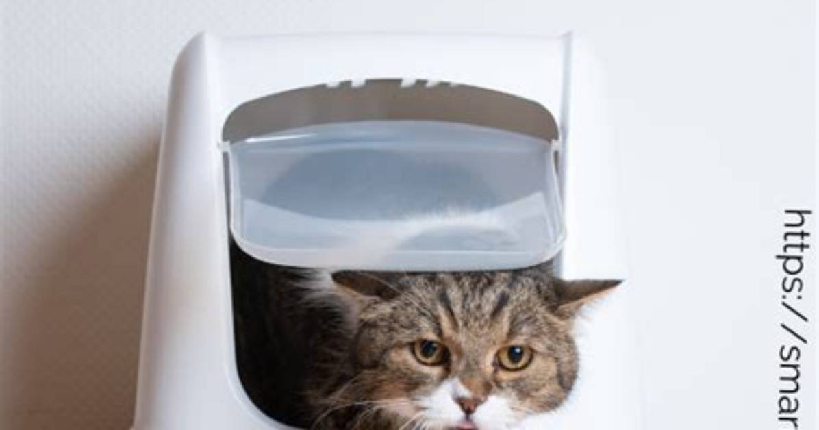 Do Cats Automatically Use Litter Box, Check These out | How Do Cats Know Where Their Litter Box Is?