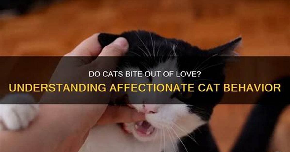 Do Cats Bite for Affection?