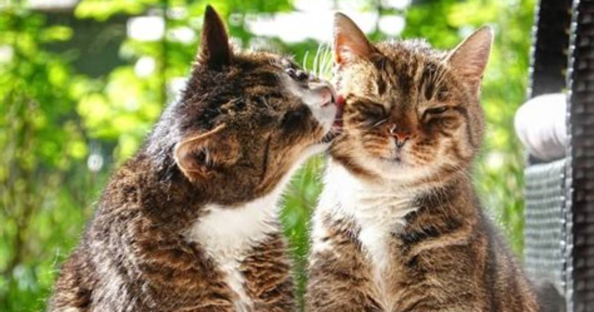 Do Cats Communicate by Meowing?