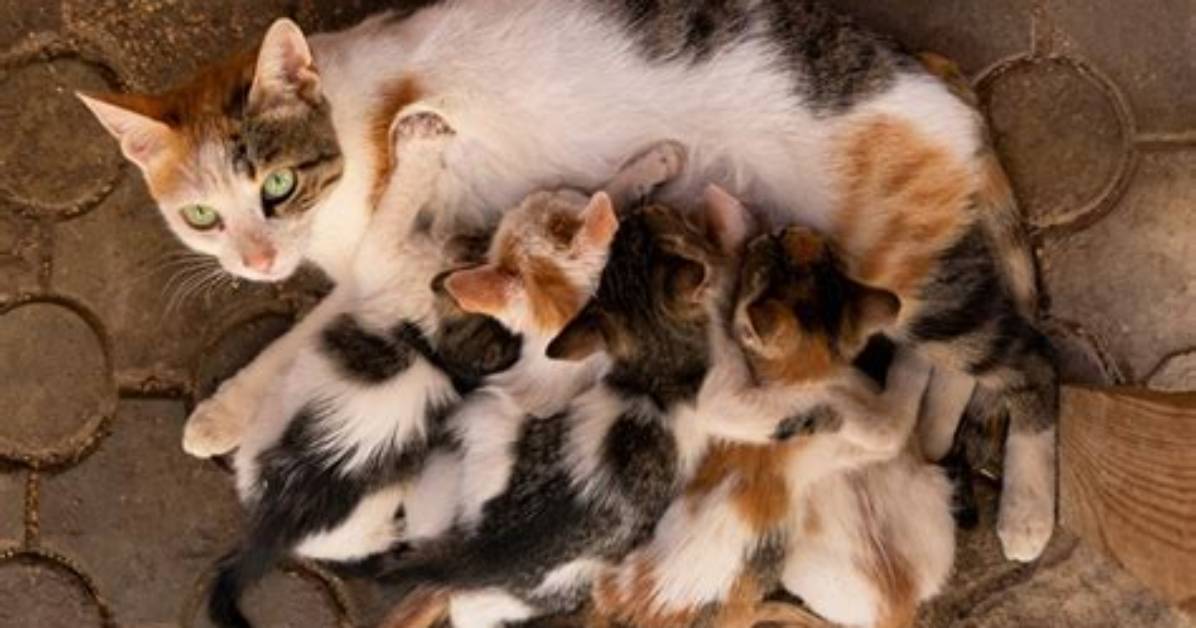 Do Cats Eat Their First Born?