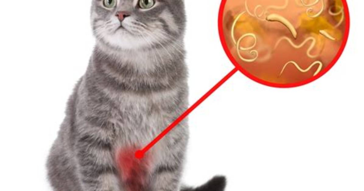 Do Cats Get Glanders?