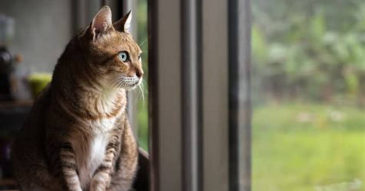 Do Cats Get Lonely?