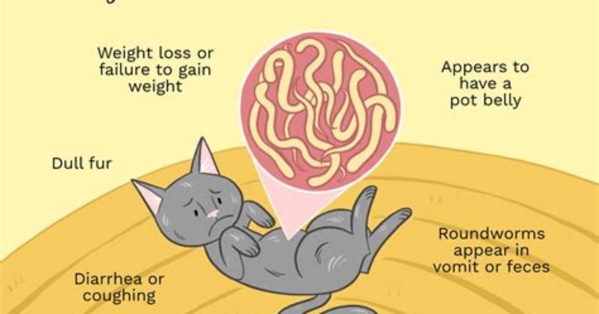 Do Cats Get Roundworm?