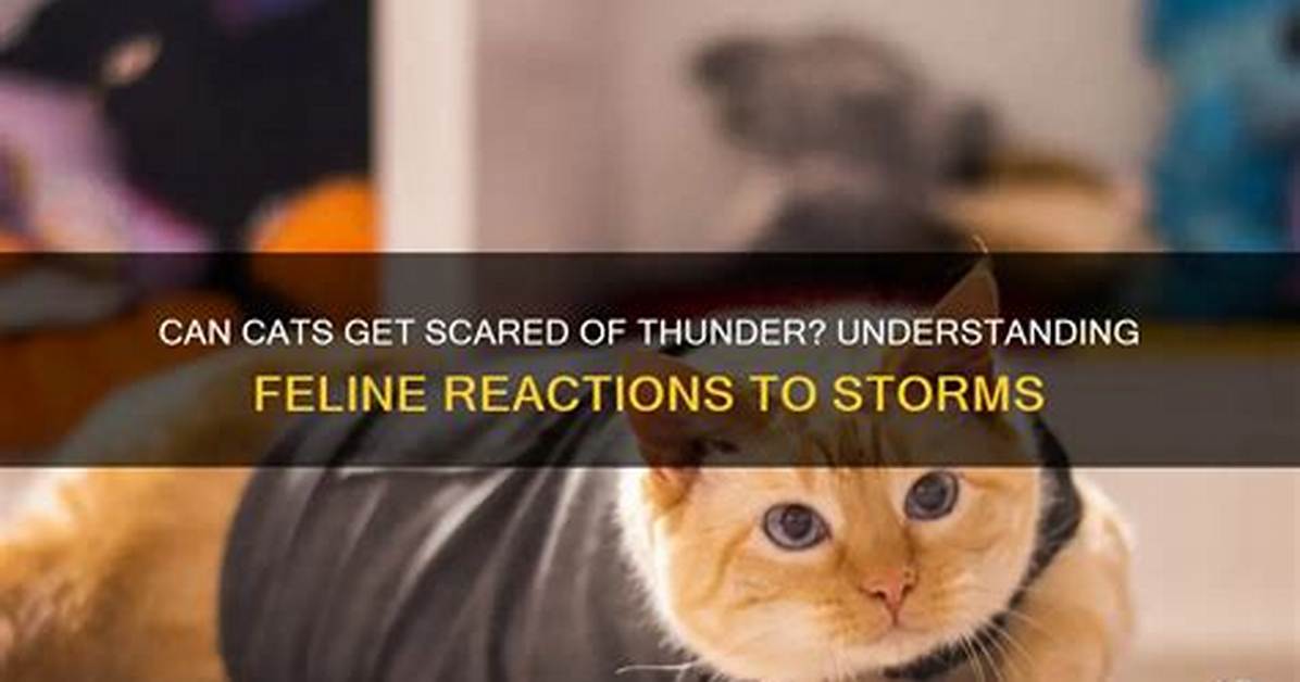 Do Cats Get Scared in Storms?