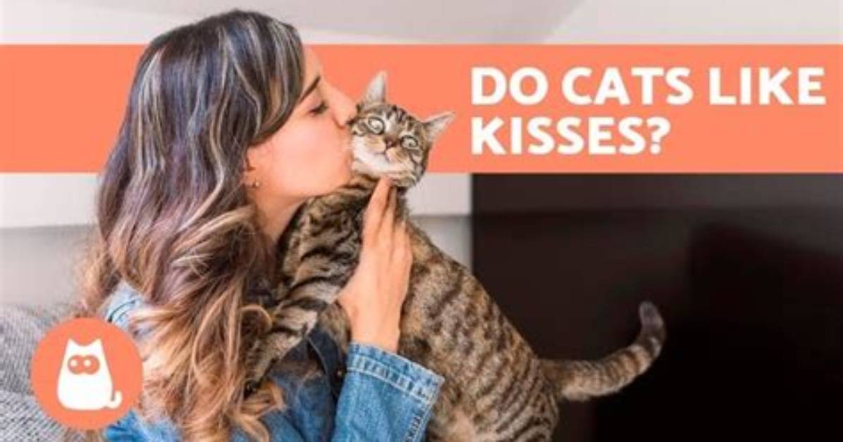 Do Cats Give Kisses?