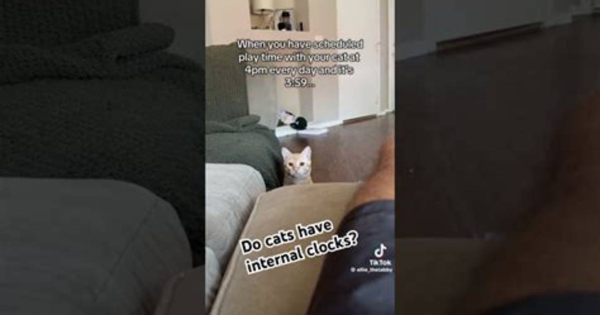 Do Cats Have an Internal Clock?