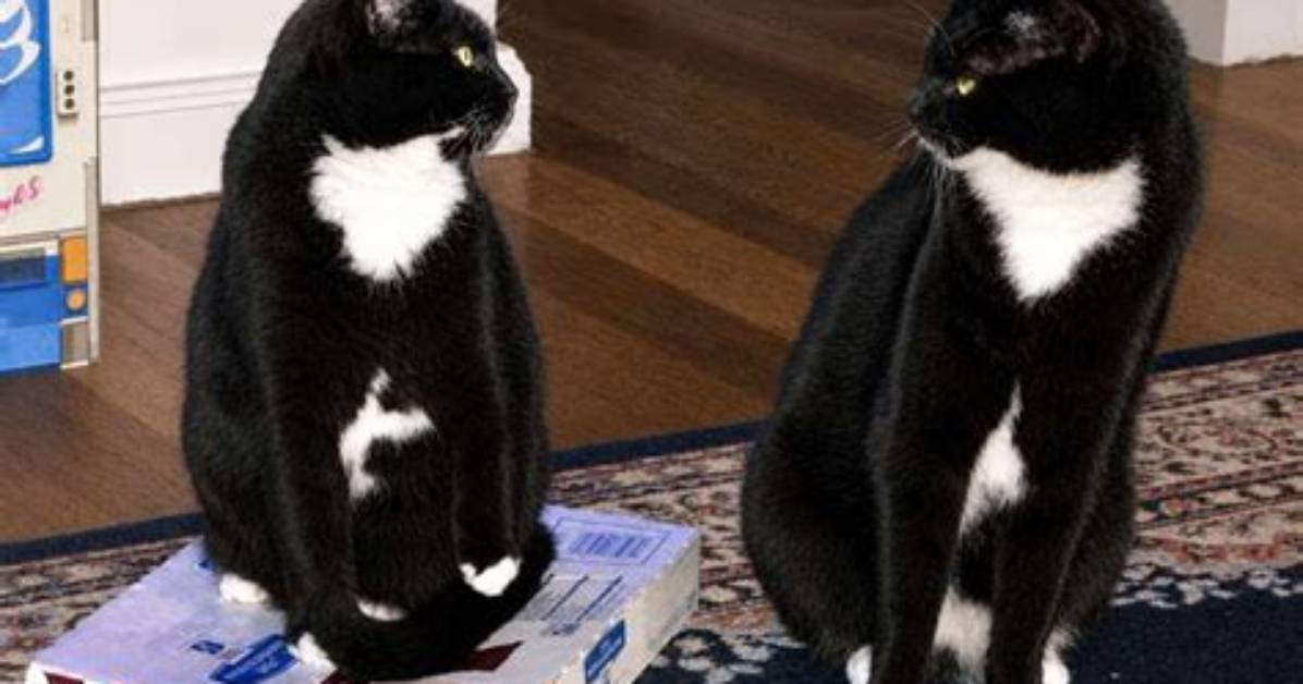Do Cats Have Pinkies?