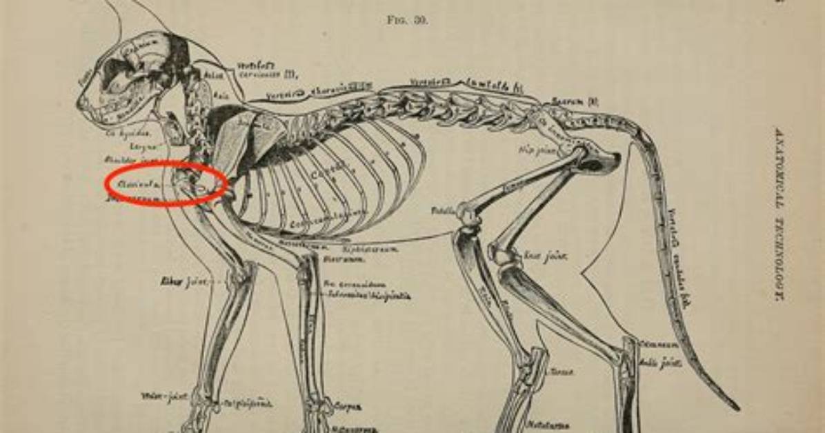 Do Cats Have Sternums?