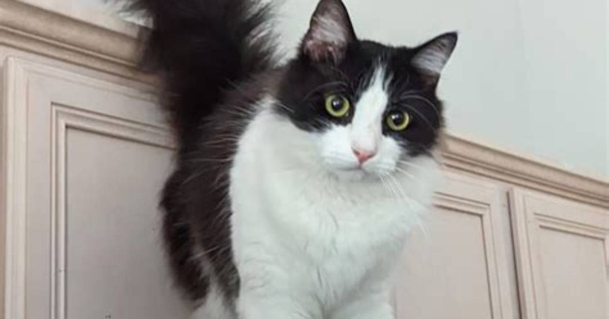 Do Cats Have Terrible Twos?