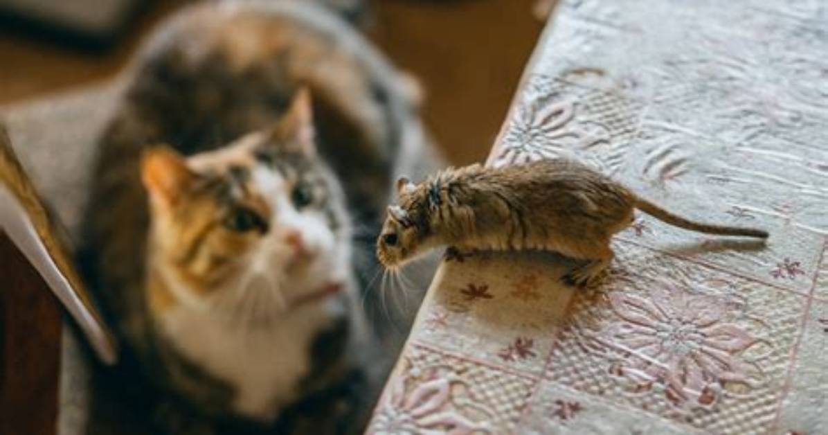 Do Cats Keep Rats Away?