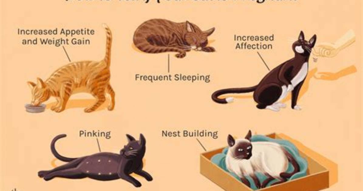 Do Cats Know How Long You Are Gone?