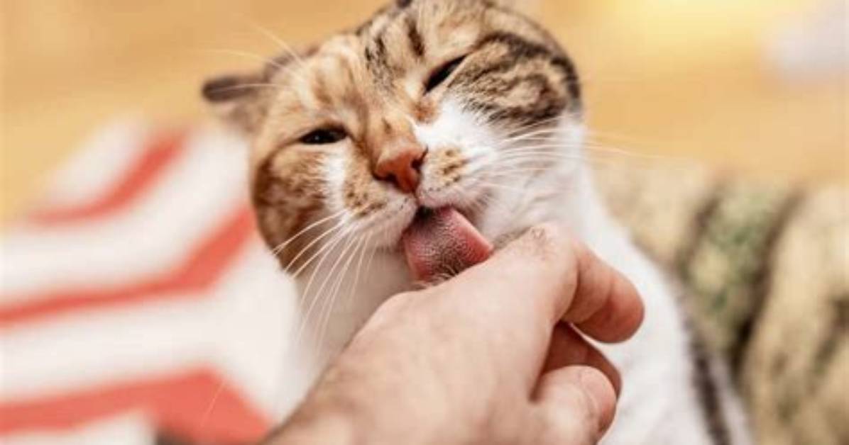 Do Cats Lick You?