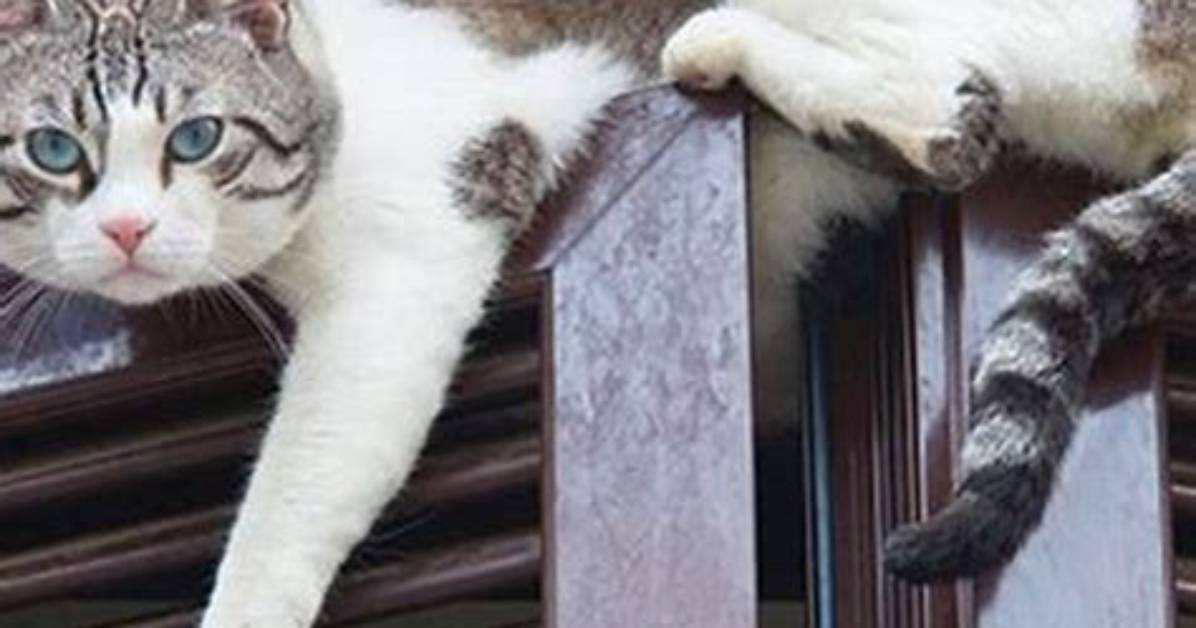 Do Cats Like Being up High?