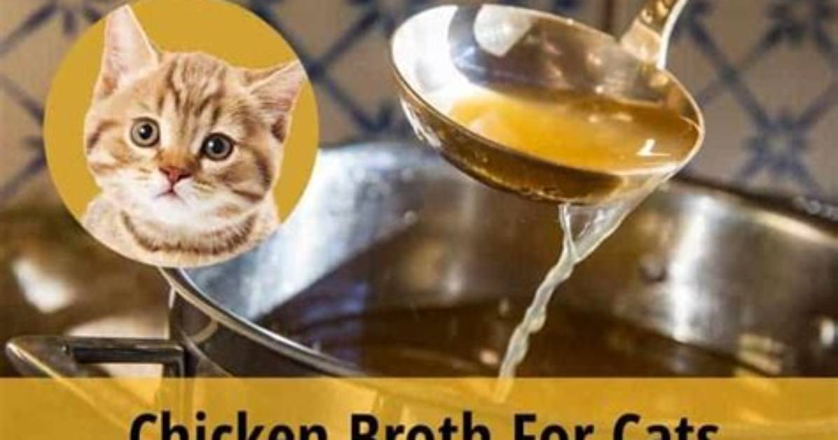 Do Cats Like Chicken Broth?