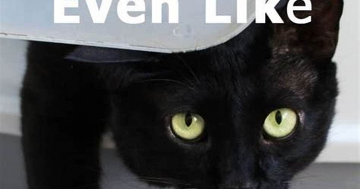 Do Cats Like Covered Litter Boxes