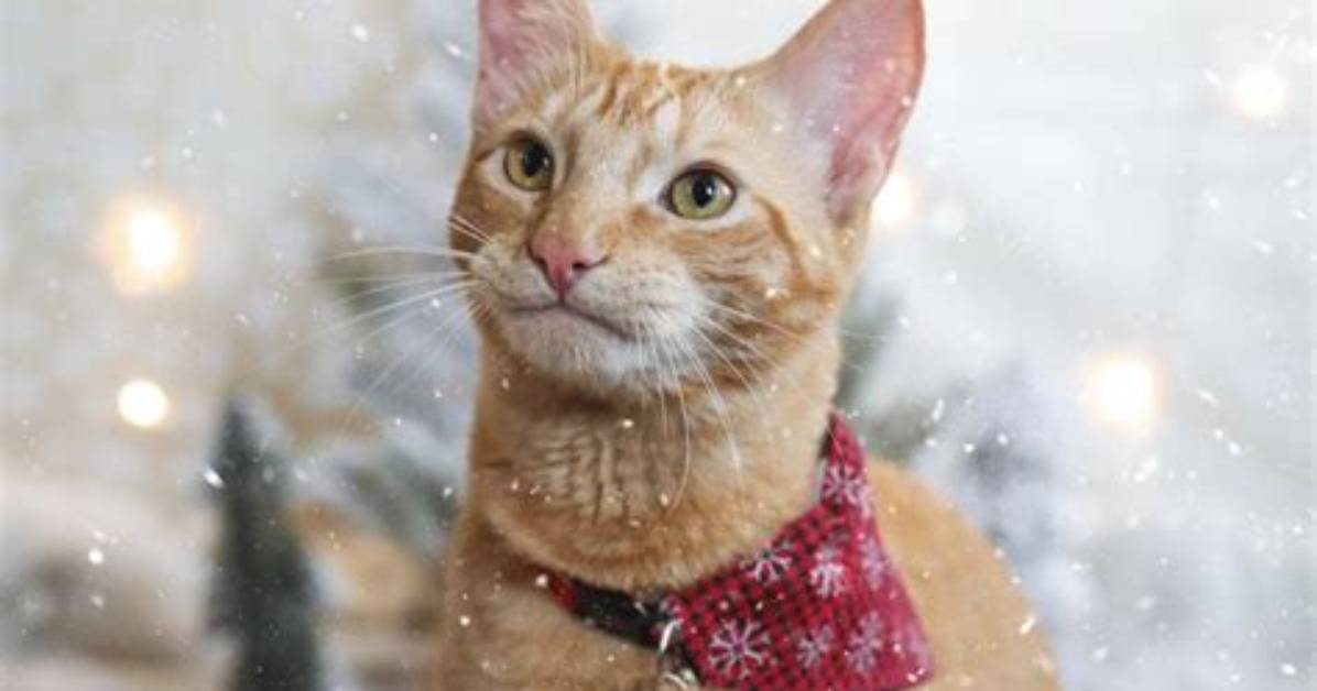 Do Cats Like Outfits?
