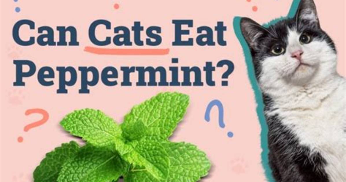 Do Cats Like Peppermint