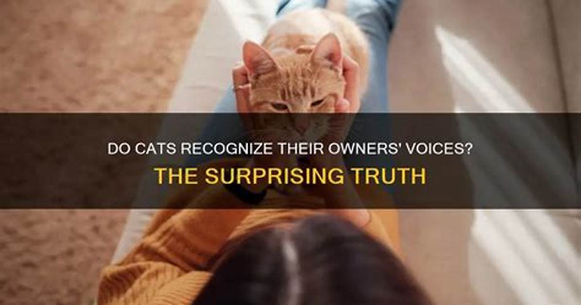 Do Cats Like Their Owners Voice?