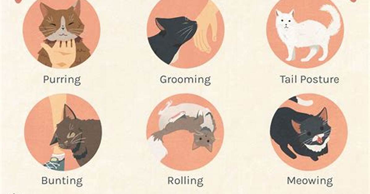Do Cats Like When You Clean Their Litter Box?