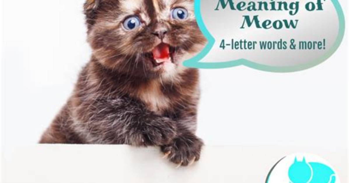 Do Cats Meows Mean Anything?