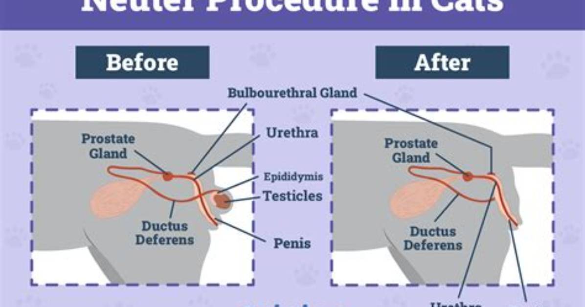Do Cats Need Castration?