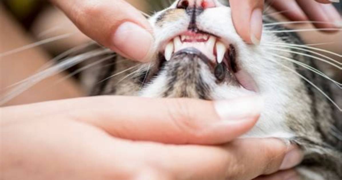 Do Cats Need Teeth?