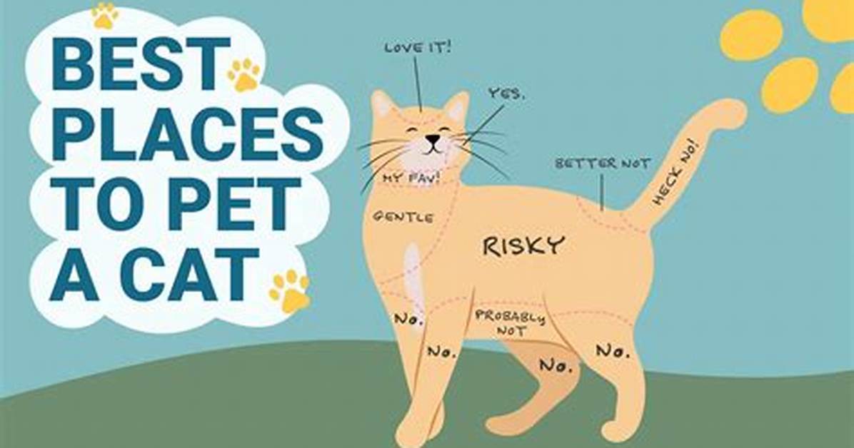 Do Cats Need to Be Entertained?