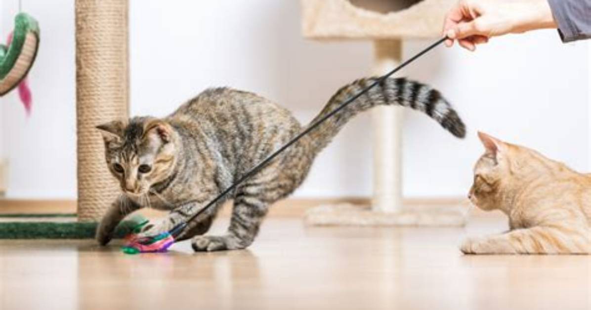 Do Cats Pant When Playing?