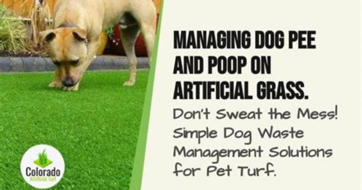 Do Cats Poo on Artificial Grass