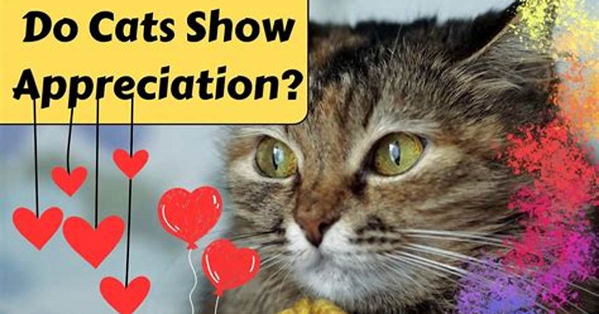 Do Cats Show Gratitude?