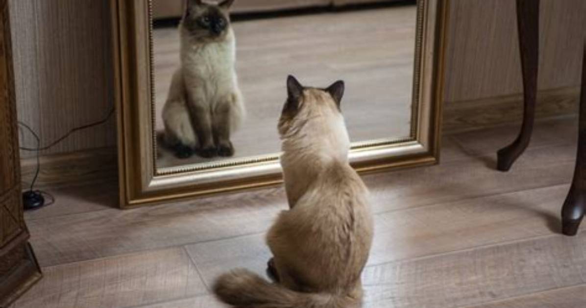 Do Cats Understand Mirrors?