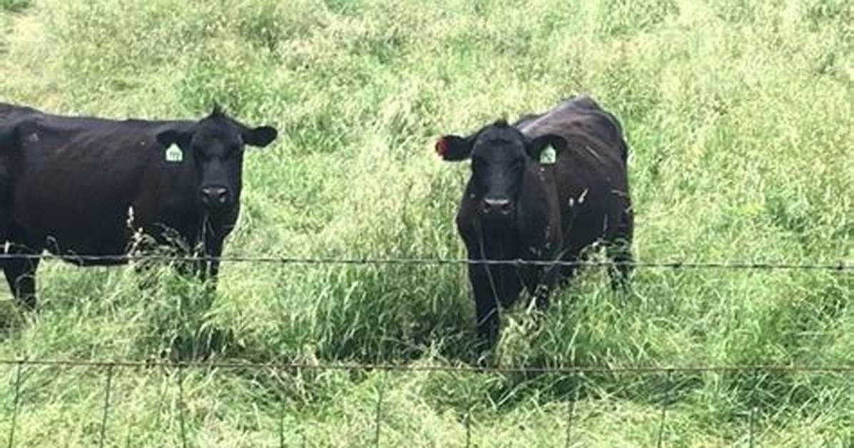 Do Cattle Eat Barley Grass