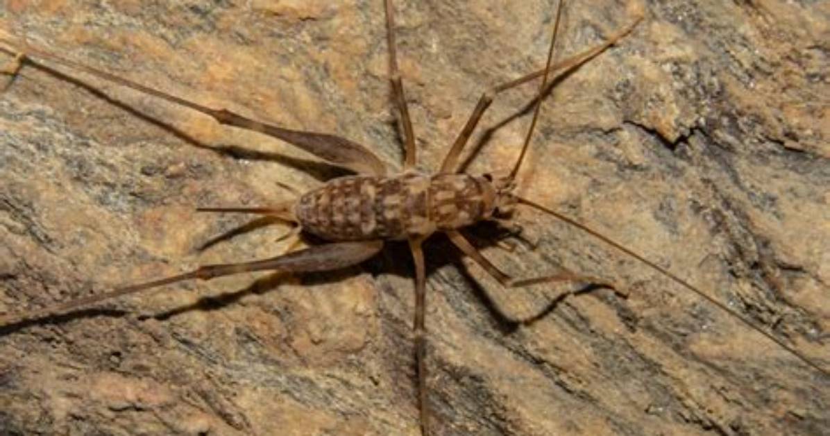 Do Cave Crickets Die in Winter?