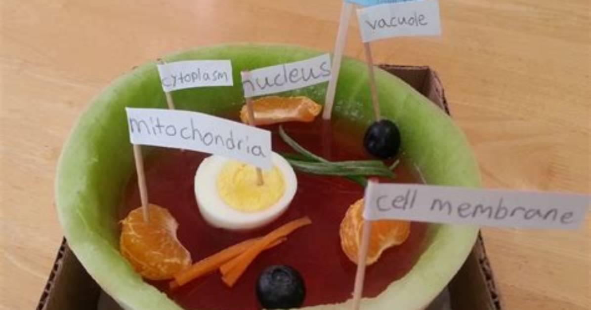 Do Cells Need Food