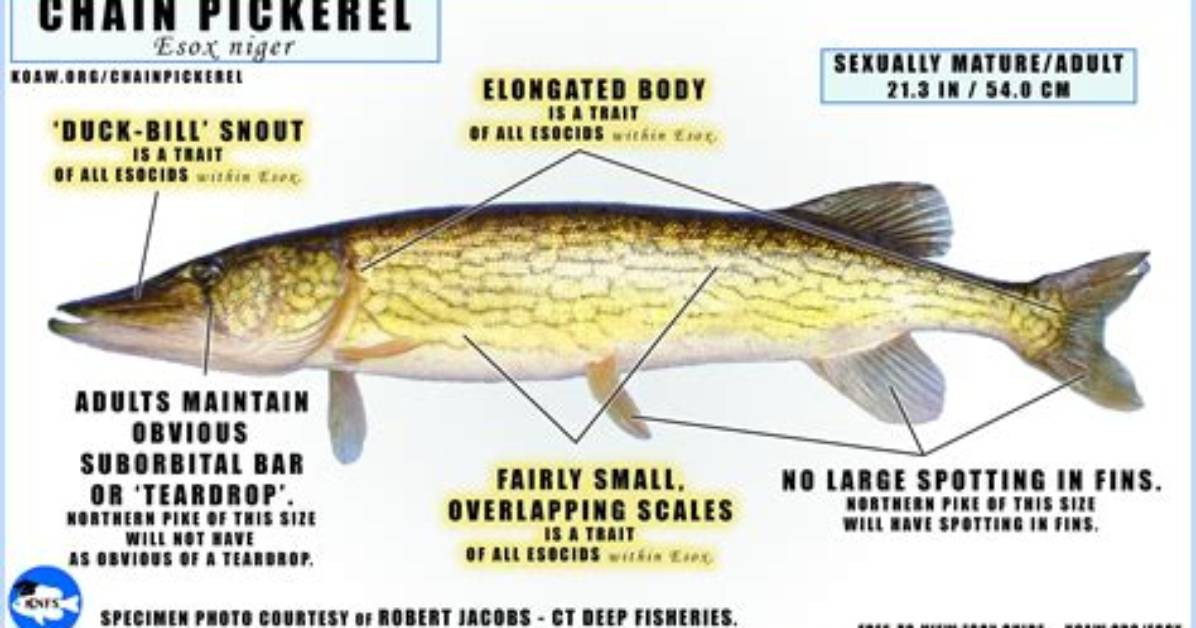 Do Chain Pickerel Have Teeth?