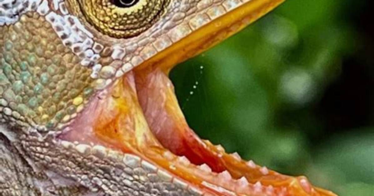 Do Chameleons Have Noses