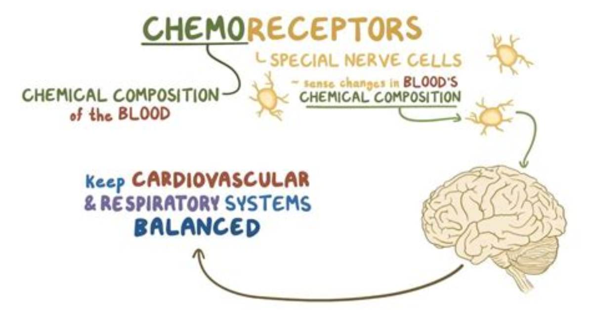 Do Chemoreceptors Affect Heart Rate?