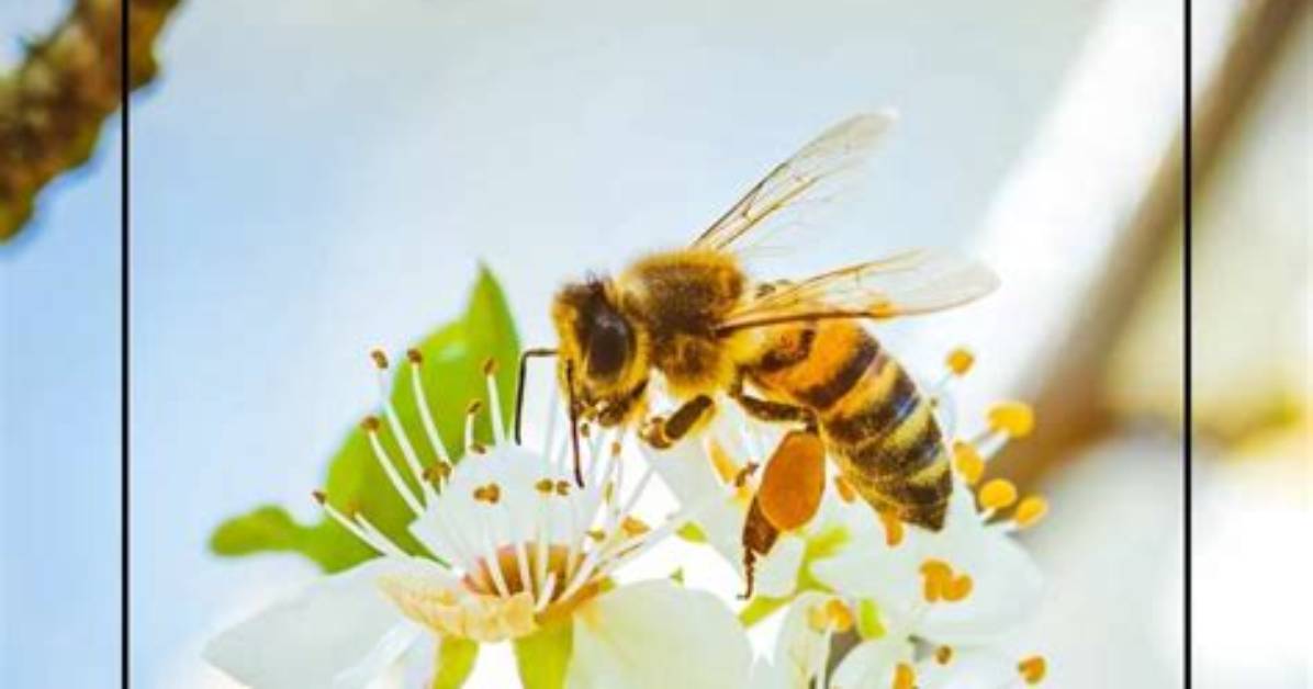 Do Cherry Trees Need a Pollinator?