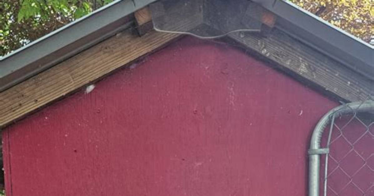 Do Chicken Coops Need Windows