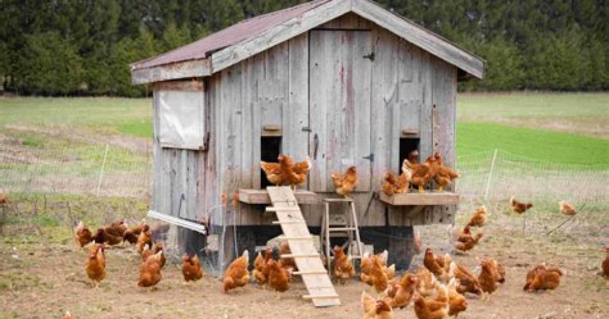 Do Chickens Need a Coop