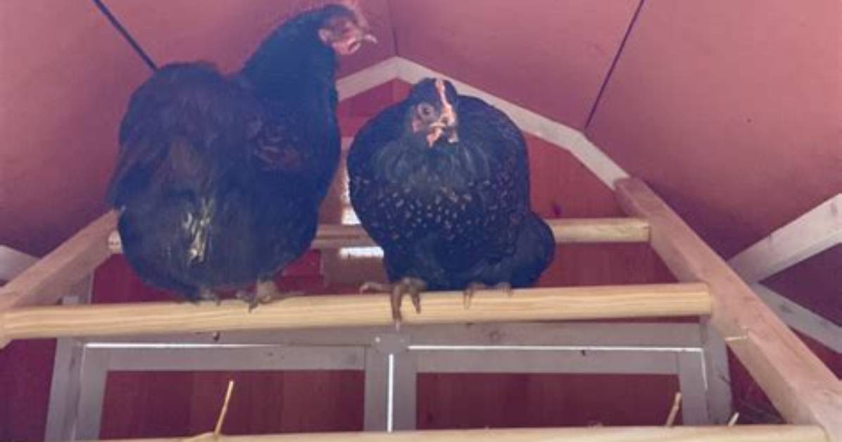 Do Chickens Need a Roosting Bar