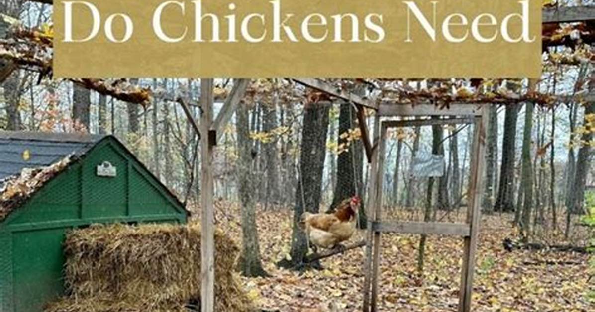 Do Chickens Need a Run