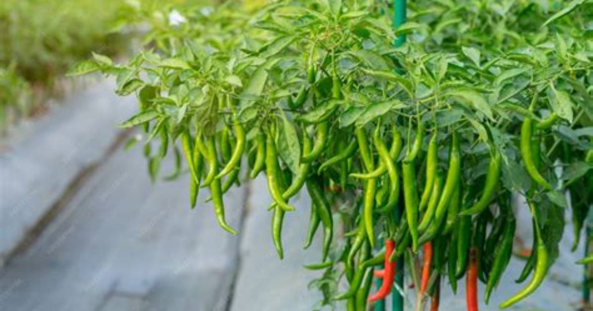Do Chilli Plants Climb