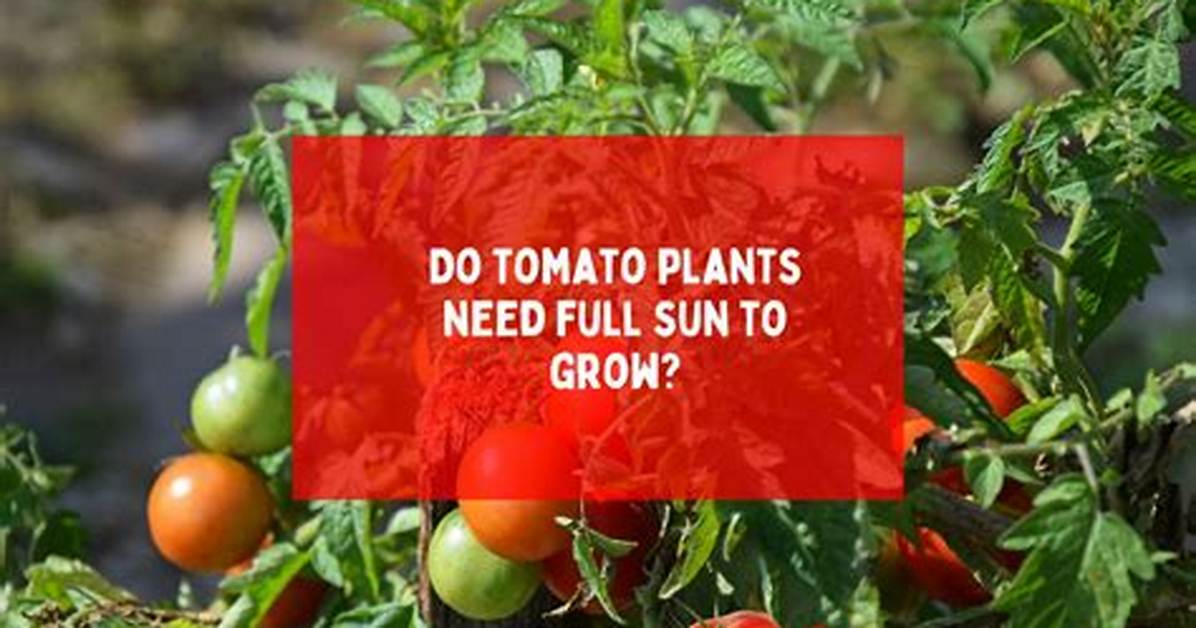 Do Chillies Need Full Sun