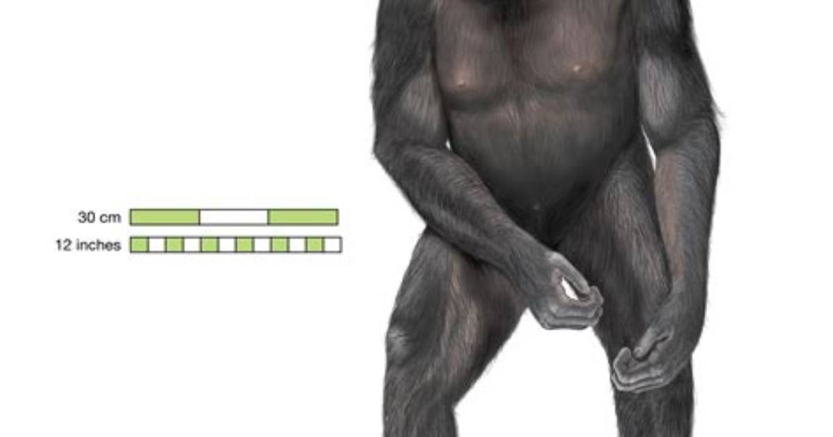 Do Chimpanzees Have Tails?